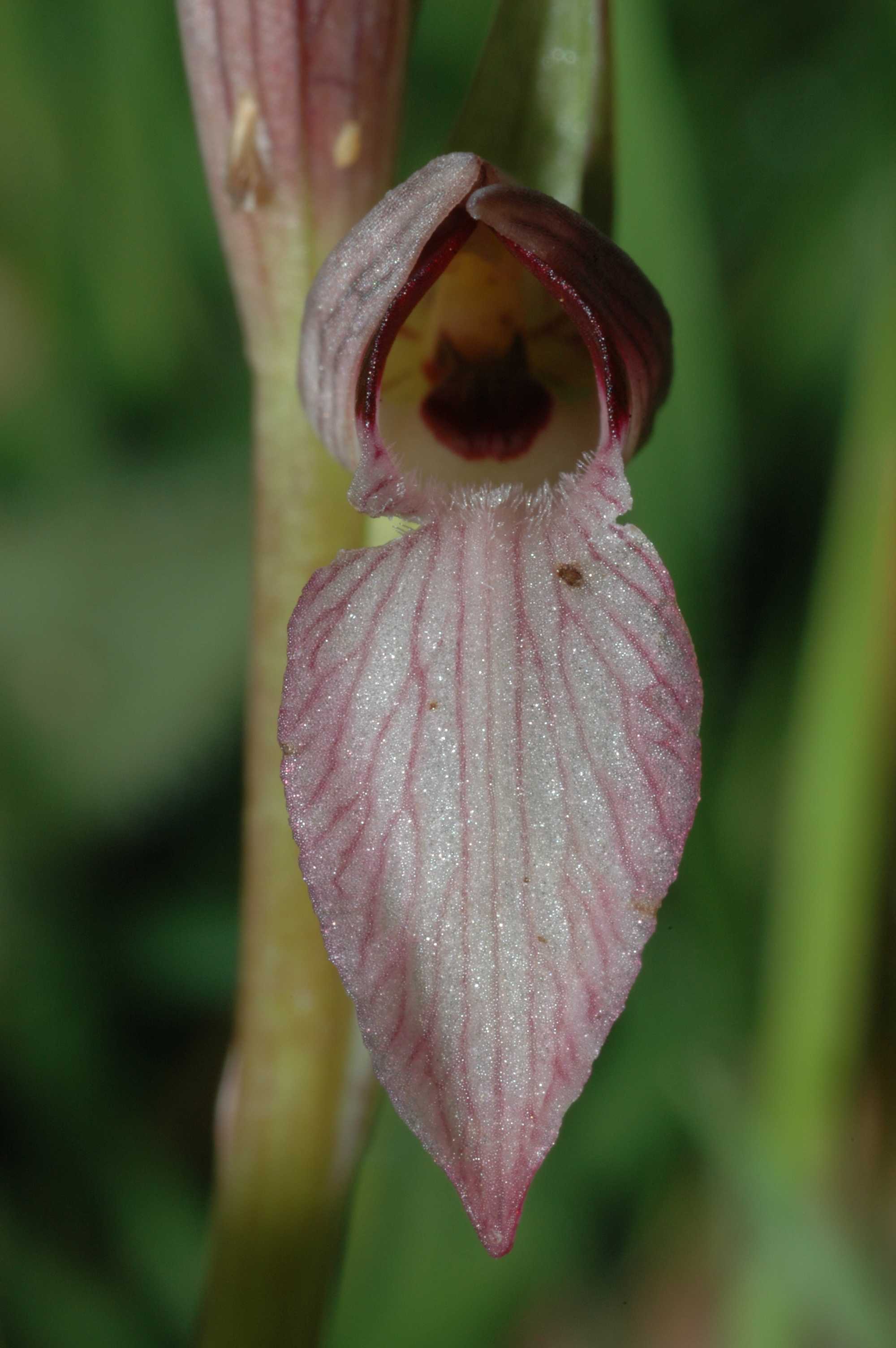 Le orchidee selvatiche spontanee di Ostia: la Serapias vomeracea e la Serapias lingua